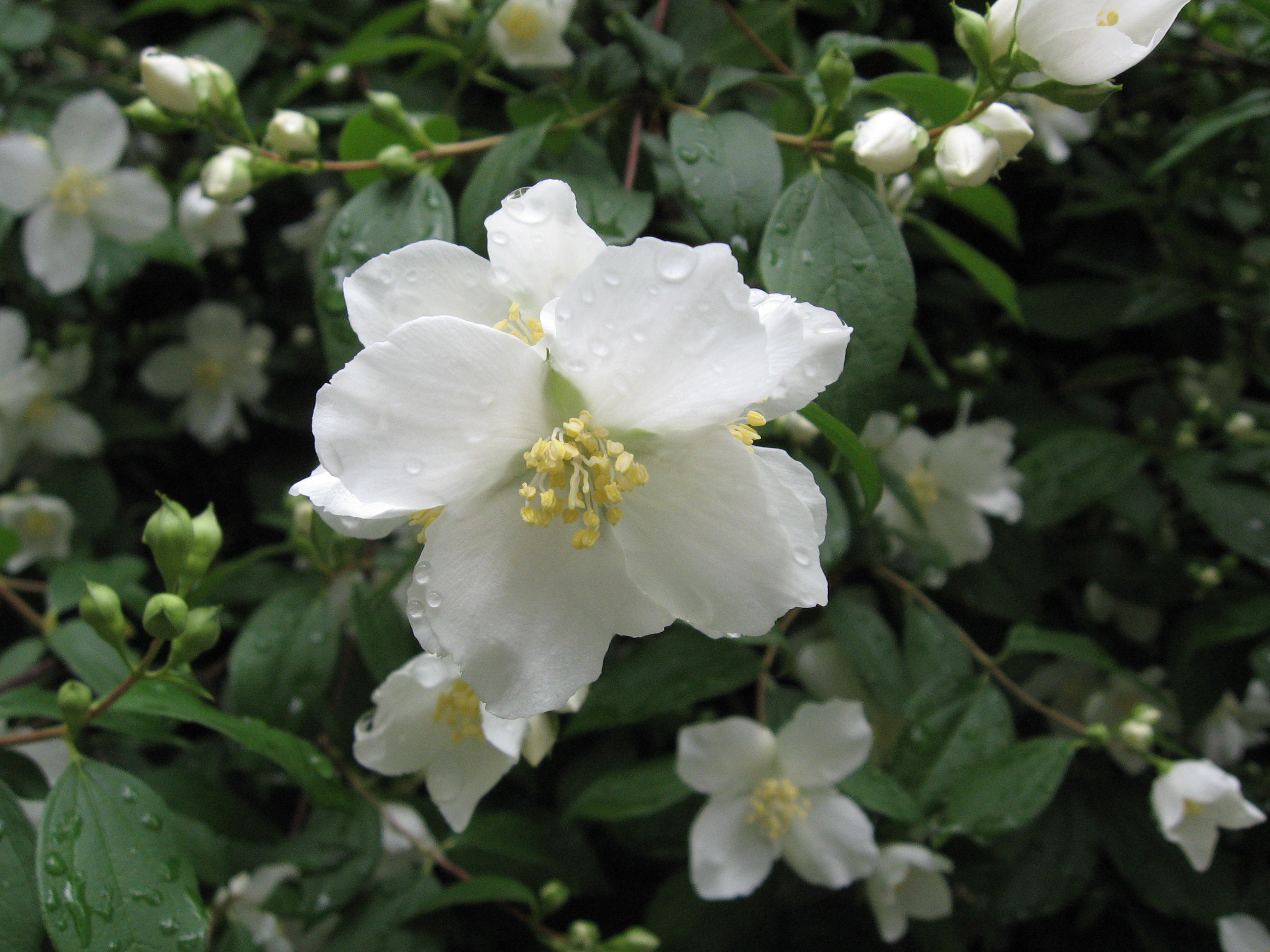 Lewis' mock-orange